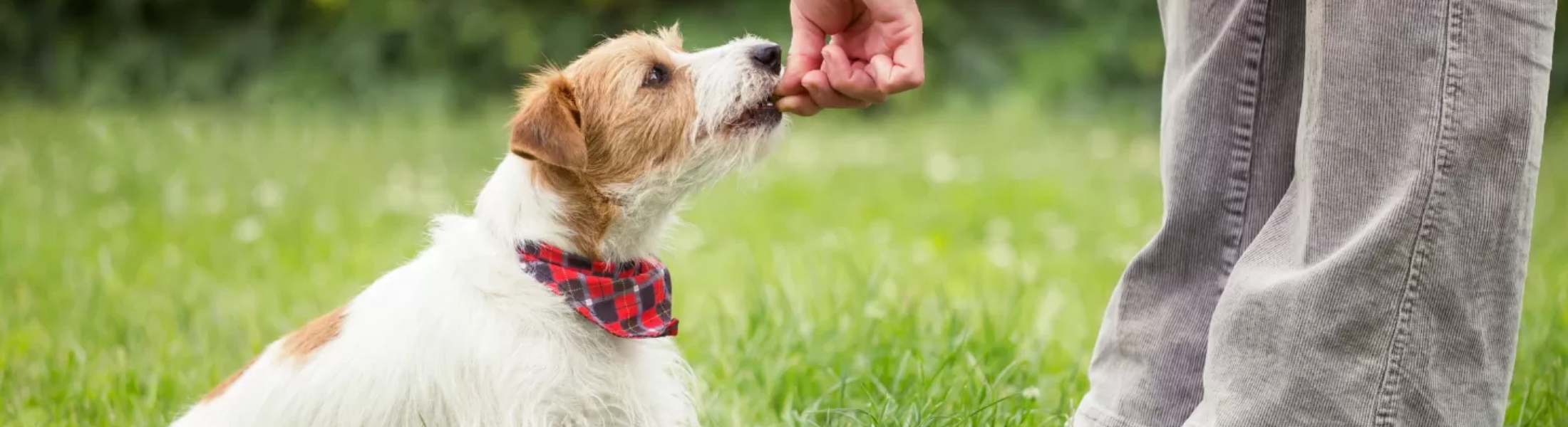 掲載をご希望の犬の専門家の方へ