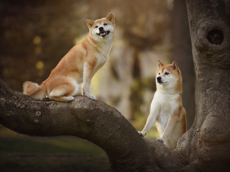 犬の花粉症と薬:症状・治療・家庭でできる対策まで完全ガイド
