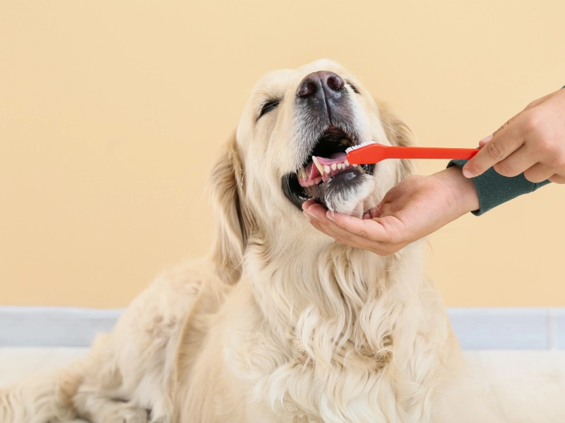 犬のデンタルケア：安全な講座と資格取得で愛犬の健康を守る