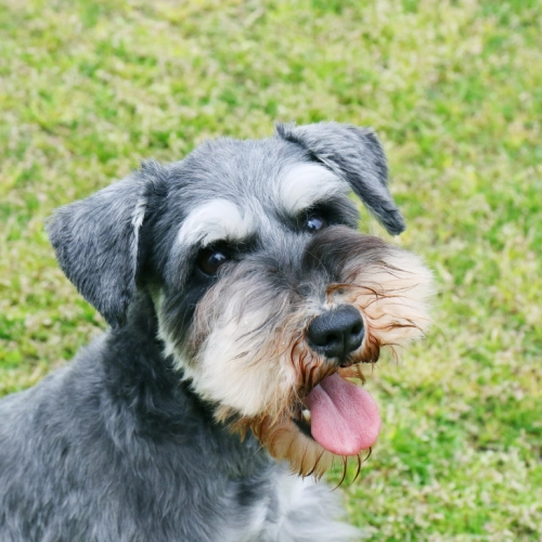 犬のよだれ焼けの落とし方完全ガイド｜原因から予防・対策まで徹底解説！