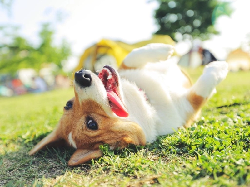 犬に虫よけスプレーは必要？効果・安全性・正しい使い方と季節別対策ガイド