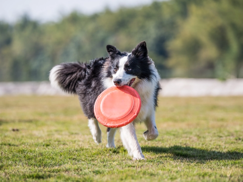 愛犬と楽しむドッグスポーツ｜フリスビーの始め方から競技・イベントまで完全ガイド