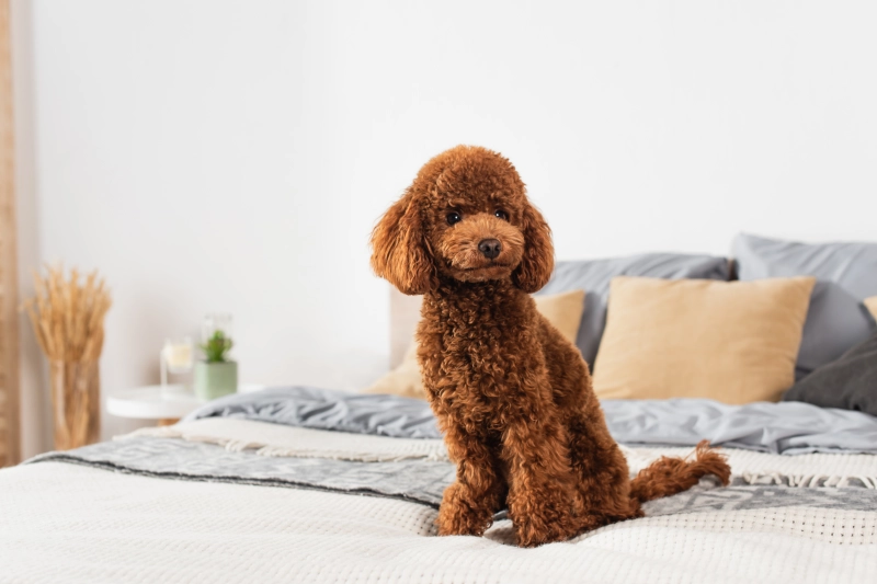 プードルの性格・特徴を解説!飼いやすさと道枝駿佑さん&愛犬ラデュレ・ララちゃんのストーリーも紹介