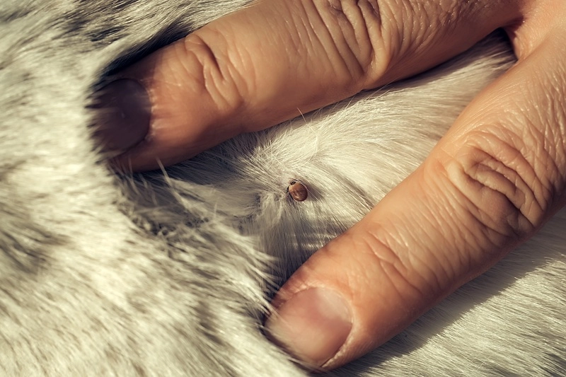犬とマダニ:感染症のリスク・予防・駆除完全ガイド【2025年最新】