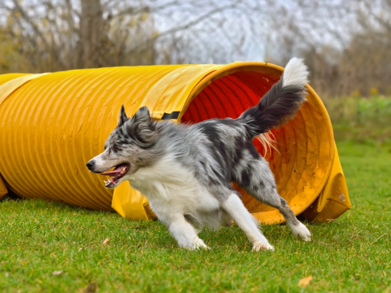 ドッグスポーツ「アジリティー」とは？犬との絆を深める魅力と始め方ガイド