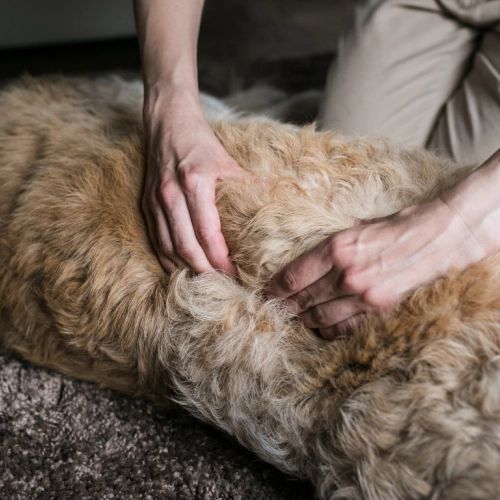 【保存版】犬の便秘に効くマッサージとケア法｜原因・対処・予防を全解説