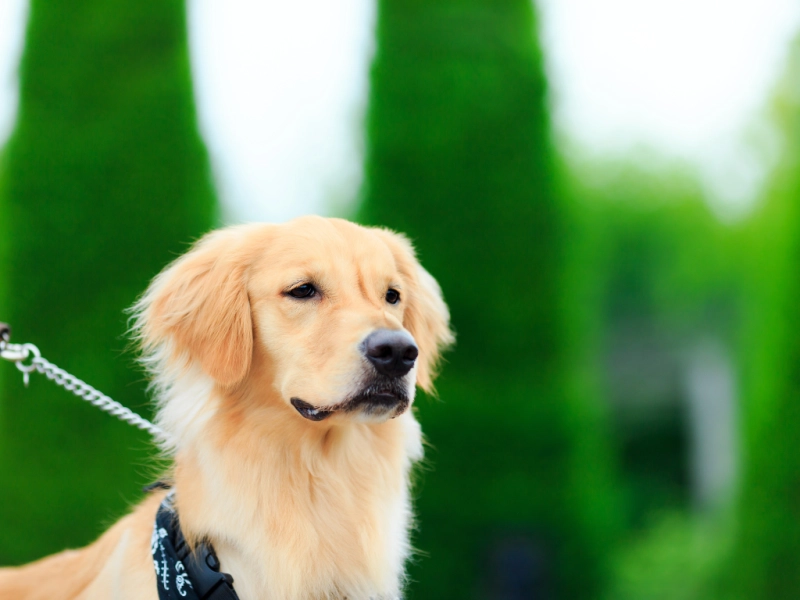 犬の花粉症を完全ガイド|原因・症状・対策・最新研究まで解説