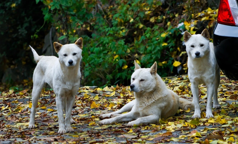 長嶋茂雄さんも愛した忠犬 珍島犬の性格と魅力とは?