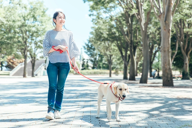 犬の散歩時間の目安は?犬種・年齢・気温別に最適な方法を解説