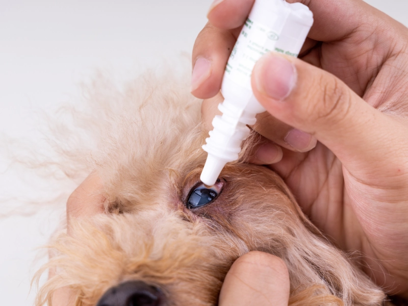 犬の白内障の初期症状とは?原因から対策・関連病気まで徹底解説