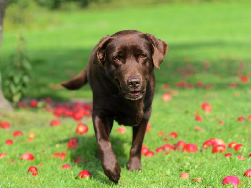 犬の花粉症とは?症状・原因・対策まで徹底解説