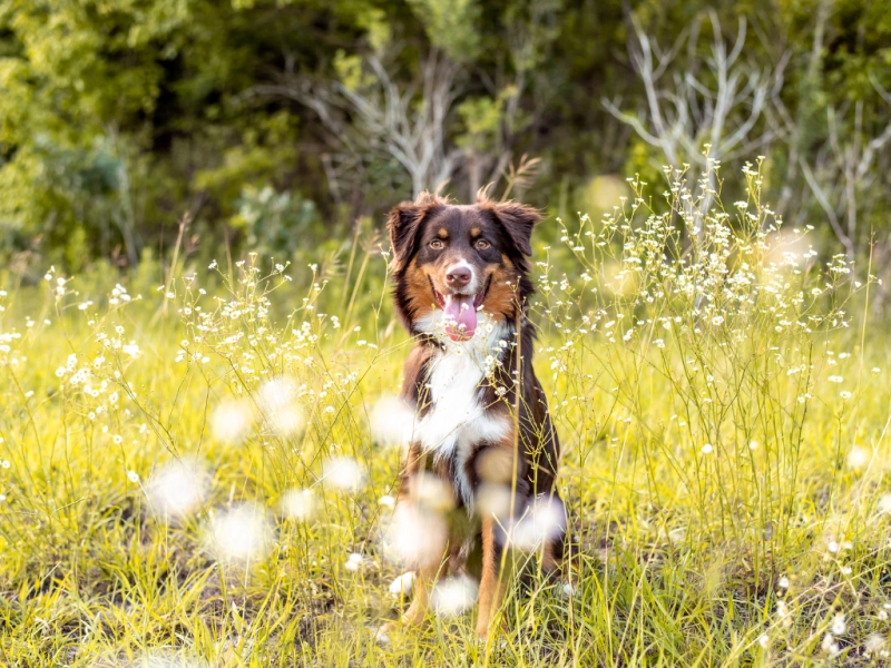 犬にアロマは安全？おすすめ精油と正しい使い方