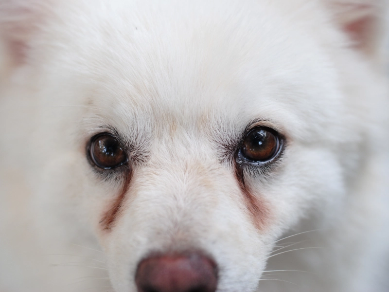 犬の涙やけの原因と対策｜食事・ケア・予防を徹底解説