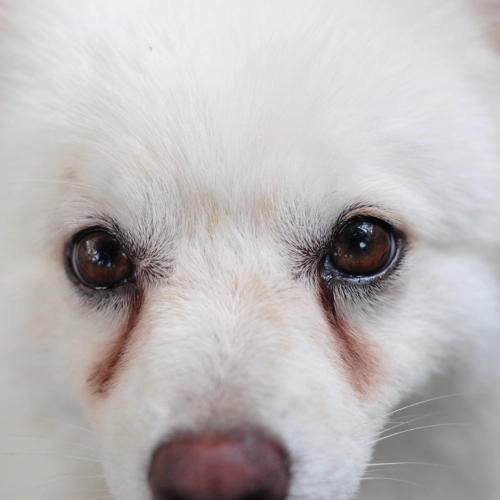 犬の涙やけの原因と対策｜食事・ケア・予防を徹底解説