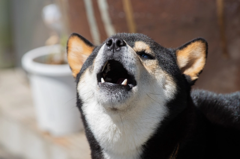 よく吠えてしまう犬をケアする5つの方法