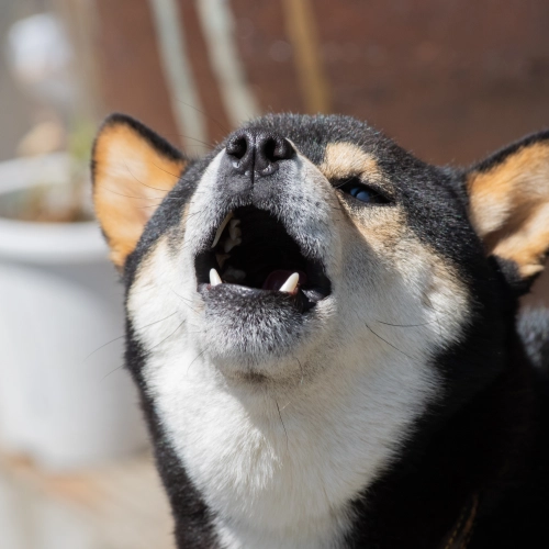 よく吠えてしまう犬をケアする5つの方法