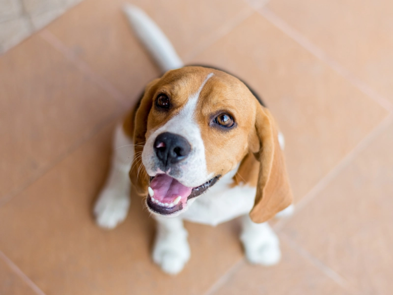犬の緑内障とは？症状・治療・予防・費用まで徹底解説
