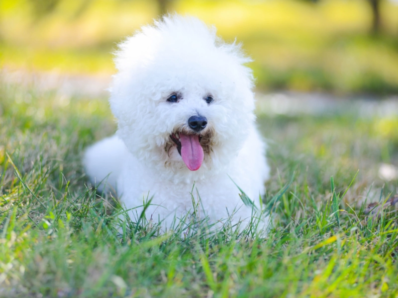 犬のよだれ焼けの原因と対策｜変色や臭いを防ぐケア完全ガイド