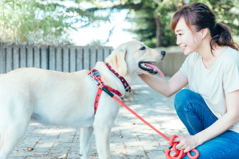 犬の散歩頻度はどれくらい?犬種・年齢別にベストな時間と頻度を解説