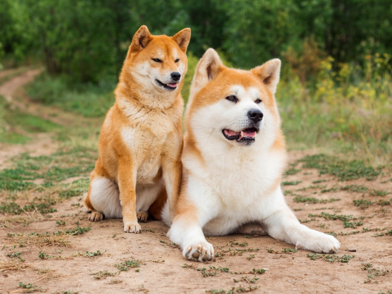 犬の介護士になるには？資格・仕事内容・将来性まで完全ガイド