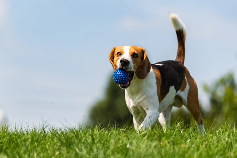 犬がプラスチックを誤飲した時の症状・対処・予防法まとめ|サイズ別リスクと治療法も解説