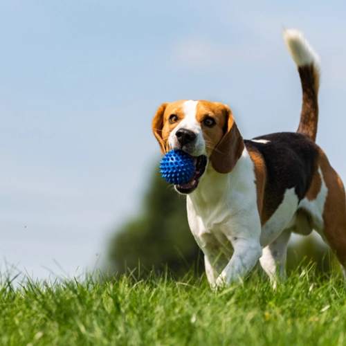 犬がプラスチックを誤飲した時の症状・対処・予防法まとめ｜サイズ別リスクと治療法も解説
