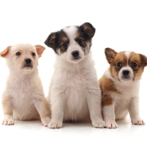 【獣医師監修】犬の座り方で気づくパテラの兆候と正しい対処法・完全ガイド！
