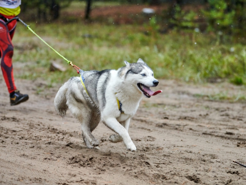 カニクロス完全ガイド｜愛犬と始める新しいドッグスポーツの世界