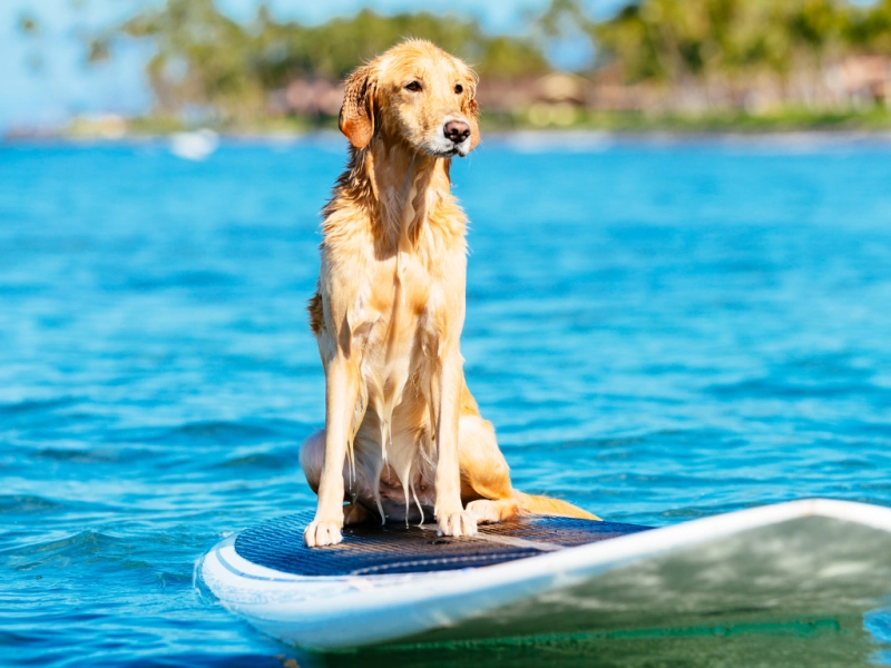 【愛犬と海で絆を深める】ドッグサーフィンの魅力と始め方完全ガイド