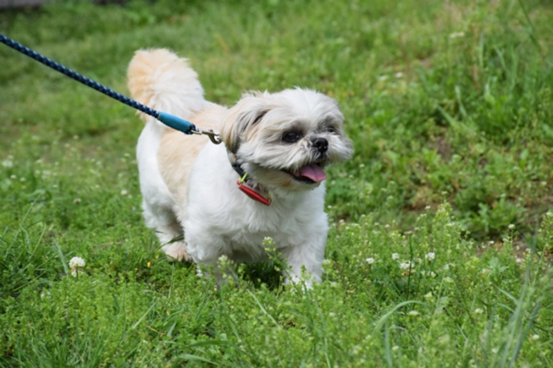 犬の散歩時間の目安は?犬種・年齢・気温別に最適な方法を解説