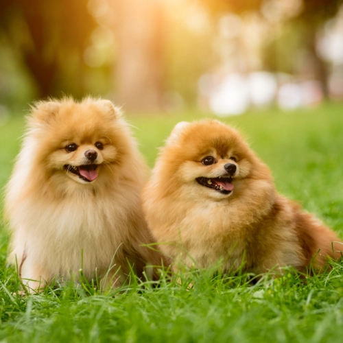 犬のパテラ（膝蓋骨脱臼）の見分け方と予防・治療法｜スキップ歩行の症状について