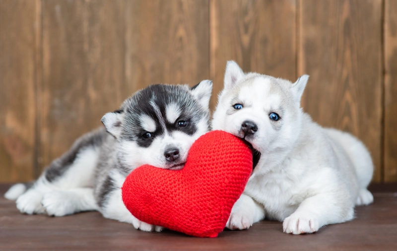 犬の感情とは？科学としぐさとドラマ「初恋DOGS」から読み解く犬の気持ち