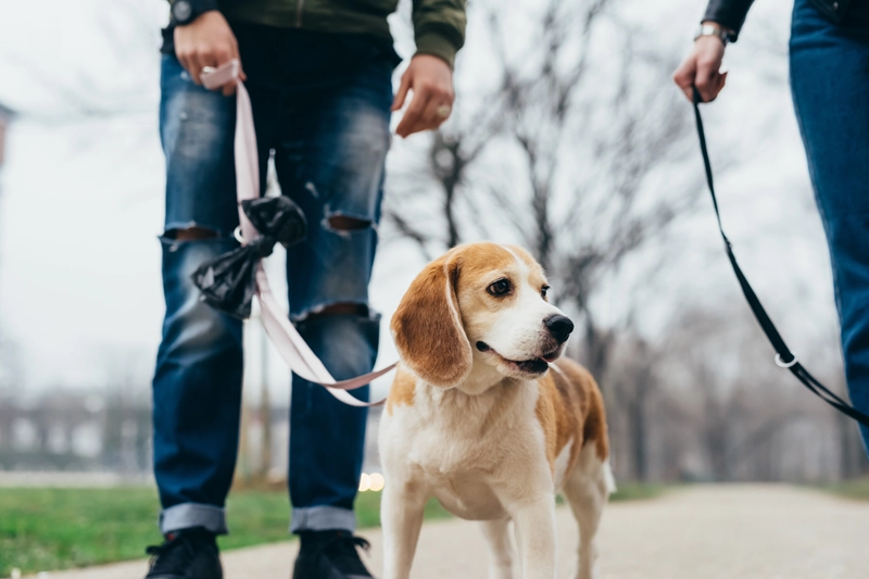 犬が散歩で歩かない理由と対策|心理・健康・環境から徹底解説
