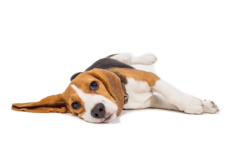犬の誤飲による症状一覧と対処法|知らないと命に関わる危険な兆候とは