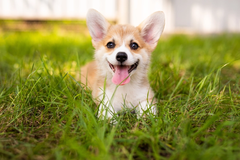 犬の誤飲｜元気でも危険な症状とは？受診の目安と病院での処置内容