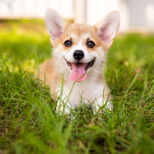 犬の誤飲｜元気でも危険な症状とは？受診の目安と病院での処置内容