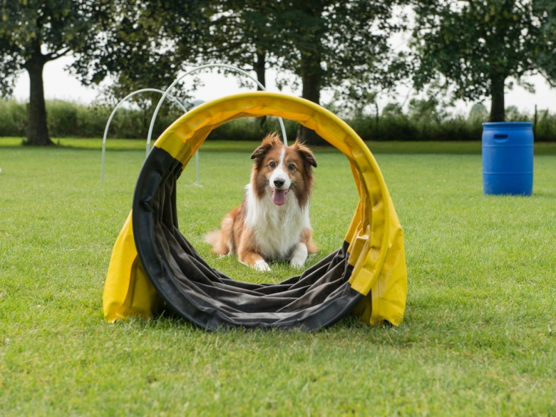 ドッグスポーツとは?愛犬と楽しむ新しい健康習慣と絆づくり