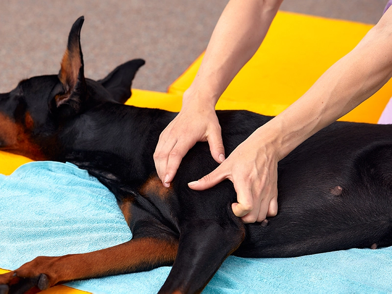 犬の整体師