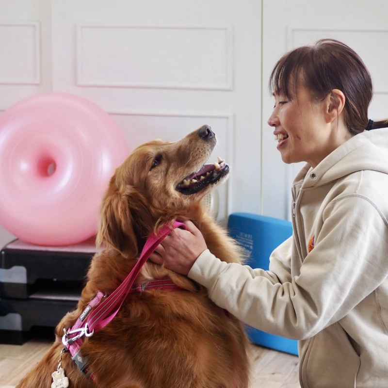DOGCARE_BUDDY_